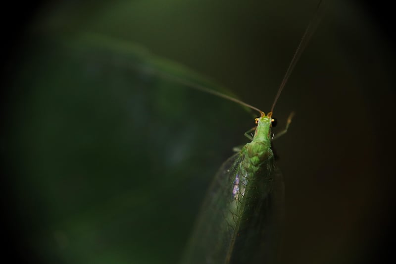 Lacewing