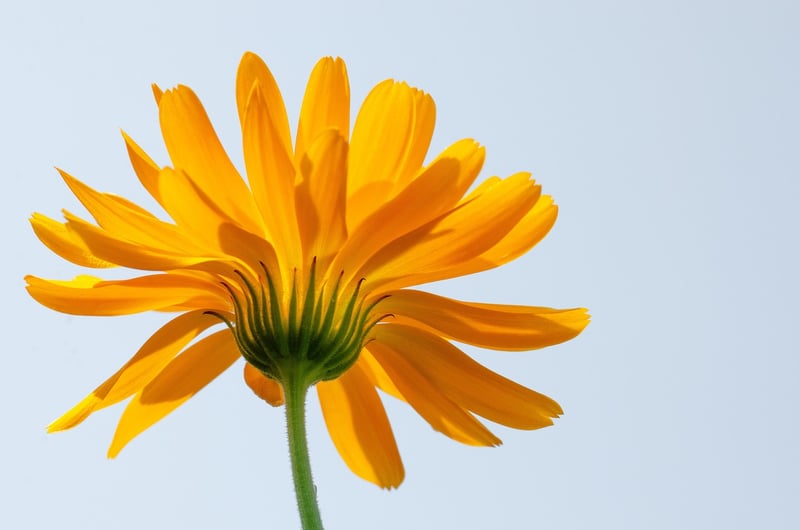 Marigold flowers